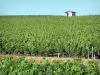 Bordeaux Weinanbaugebiet - Winzerhütte, im Medoc