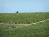 Bordeaux Weinanbaugebiet - Weinberge des Bordelais (Bordeaux Weinbaugebiet)