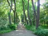 Bosque de Boulogne - Camino a través del bosque verde