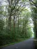 Bosque de Chandelais - Calle arbolada