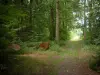 Bosque de Chantilly - Path, árboles y troncos de árboles cortados