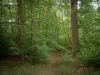 Bosque de Chantilly - Los árboles forestales