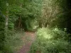 Bosque de Chantilly - Camino bordeado por árboles
