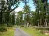 Bosque de Châteauroux - Bosque de la pista forestal Chateauroux con árboles