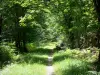 Bosque de Châteauroux - Bosque de la pista forestal Chateauroux con árboles y vegetación