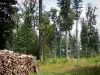 Bosque de Châteauroux - Bosque de la pila de Chateauroux corte árboles de madera, vegetación y el bosque