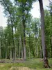 Bosque de Châteauroux - Bosque de árboles de los bosques en Chateauroux