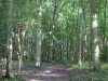 Bosque de L'Isle-Adam - Camino forestal y árboles en el bosque.