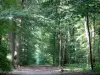 Bosque de L'Isle-Adam - Camino forestal bordeado de árboles