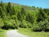 Bosque de Issaux - Una pequeña carretera a través del bosque Issaux