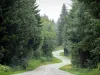 Bosque de la Joux - Bosque de Pino: calle arbolada, incluyendo el pino