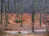 Bosque de Meudon - Bosque en colores otoñales