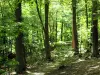 Bosque de Meudon - Árboles en el bosque nacional