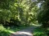 Bosque de Mormal - Camino, sotobosque (vegetación) y los árboles del bosque, en el Parque Natural Regional del Avesnois
