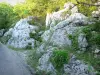 Bosque de Païolive - Rocas calcáreas en una zona verde