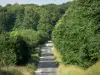 Bosque de Perseigne - Camino del bosque con árboles pequeños, en el Parque Regional Natural Normandía-Maine