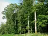 Bosque de Perseigne - Los árboles del bosque, en el Parc Naturel Regional de Normandie-Maine