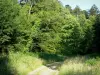 Bosque de Perseigne - Camino con árboles y vegetación en el Parque Natural Regional de Normandía-Maine