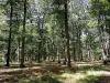 Bosque de Rambouillet - Camina en el bosque