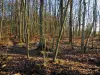 Bosque de Rambouillet - Espace Rambouillet (parque de animales): ciervos y árboles