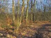 Bosque de Rambouillet - Camino cubierto de hojas muertas y árboles en el bosque