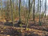 Bosque de Rambouillet - Árboles forestales