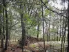 Bosque de Rambouillet - Montón de madera y árboles en el bosque