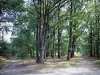 Bosque de Rambouillet - Caminos forestales