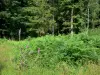 Bosque de Sillé - Flores silvestres, árboles y la vegetación de la selva, en el Parque Regional Natural Normandía-Maine