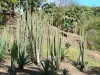Botanische tuin van Carbet - Huis Latouche - Cactussen van de botanische tuin