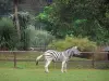 Bourbansais castle - Bourbansais zoo: zebra