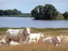 La Brenne Regional Nature Park - Cows along the Blizon lake