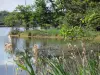 La Brenne Regional Nature Park - Mer Rouge lake, plants and trees along the water