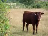 La Brenne Regional Nature Park - Cow in a meadow