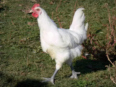Bresse poultry - 5 quality high-definition images
