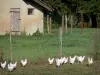 Bresse saboyana - Bresse pollo en un prado