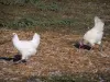 Bresse saboyana - Bresse pollo con plumas blancas