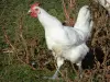 Bresse saboyana - Las aves de corral de Bresse pollo de Bresse en el plumaje blanco