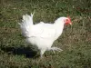 Bresse savoyarde - Volaille de Bresse : poulet de Bresse au plumage blanc