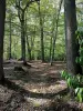 Breteuil castle - Undergrowth of the romantic park