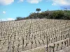 Cabardès - Vineyard Cabardès: parcela de viñas