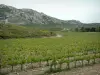 Cadena de los Alpilles - Cadena de piedra caliza con vistas Alpilles un viñedo (viñedo de Les Baux de Provence)