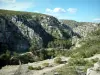 Calanques-Nationalpark - Die Calanques: Wald des Massivs der Felsbuchten