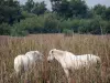 Camarga del Gard - Petite Camargue: dos caballos blancos en las cañas