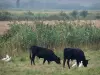 Camarga del Gard - Petite Camargue: toros negros y garzas blancas (aves bueyes blancos) en una pradera, las cañas en el fondo