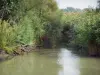 Camarga del Gard - Petite Camargue: estanque bordeado de juncos