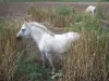 Camarga del Gard - Petite Camargue caballo blanco y las cañas