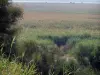 Camarga del Gard - Petite Camargue: juncos (juncos)