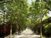 Canal Saint-Denis - Allée de promenade bordée d'arbres