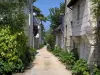 Candes-Saint-Martin - La calle llena de plantas y casas de piedra